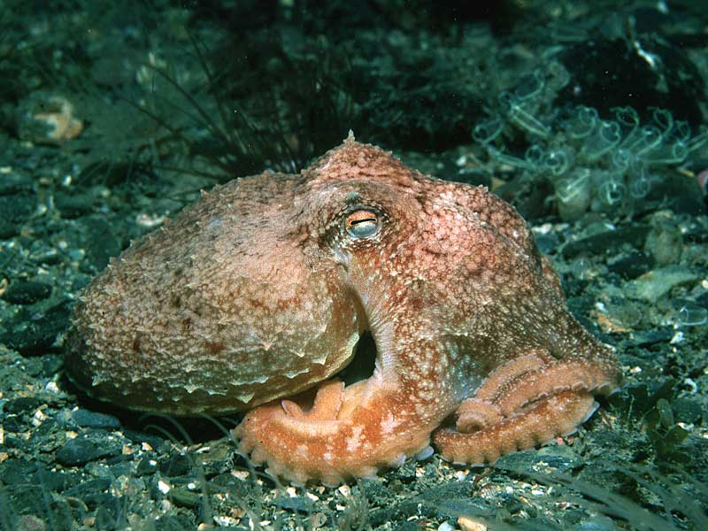 Eledone cirrhosa (Moscardino bianco)